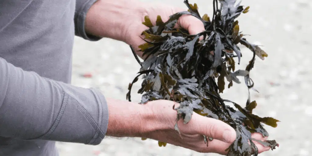 Close-up van verschillende soorten zeewier tijdens een zeewierwandeling.